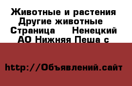 Животные и растения Другие животные - Страница 2 . Ненецкий АО,Нижняя Пеша с.